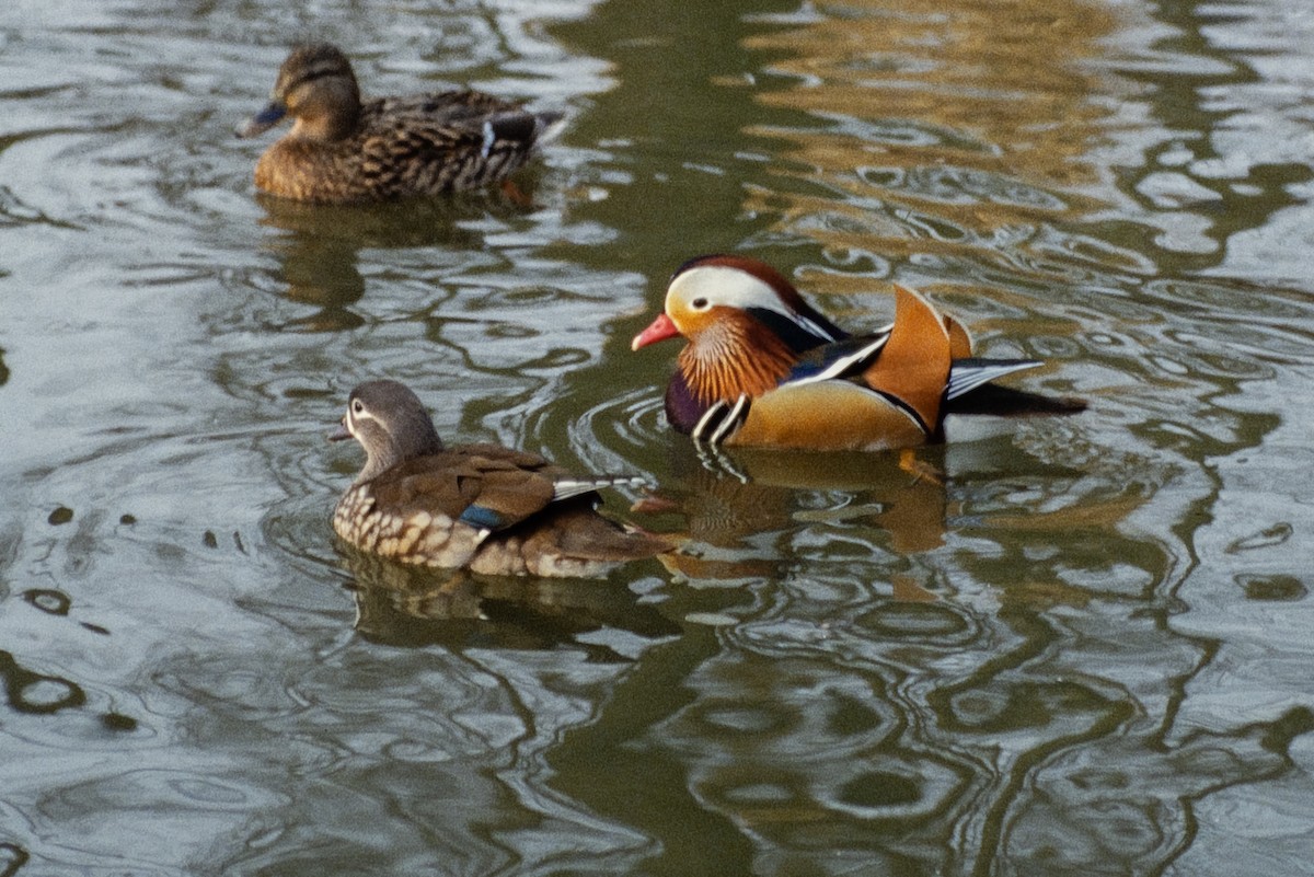 Mandarin Duck - Don Danko