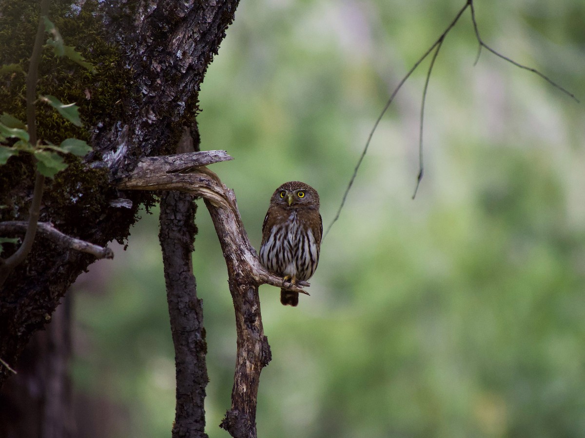 Northern Pygmy-Owl - Jeremy Neipp