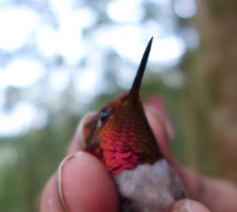 Glow-throated Hummingbird - Pedro Castillo-Caballero