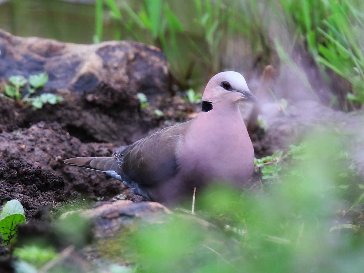 Red-eyed Dove - Anonymous