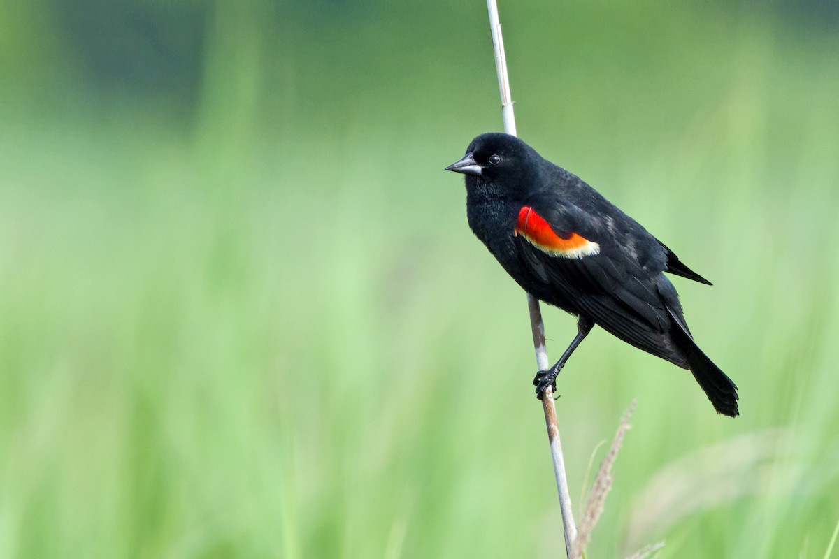 Red-winged Blackbird (Red-winged) - ML165048021