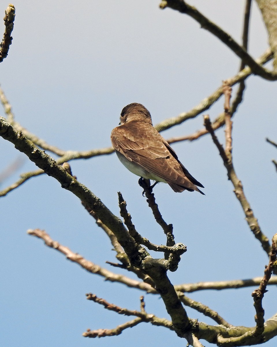 Northern Rough-winged Swallow - ML165052461