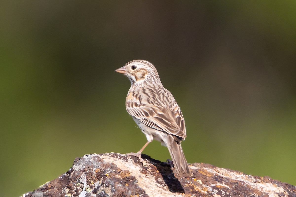 Vesper Sparrow - Robert Lewis