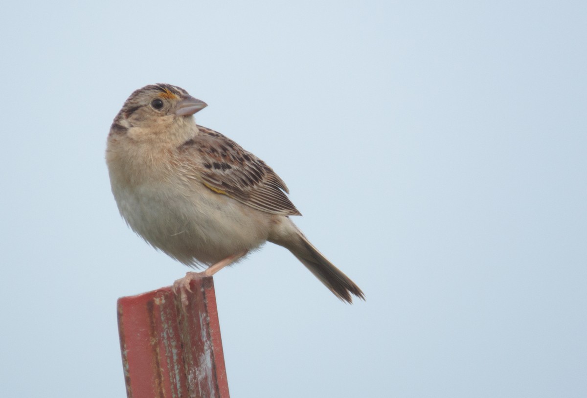 Grasshopper Sparrow - ML165056761