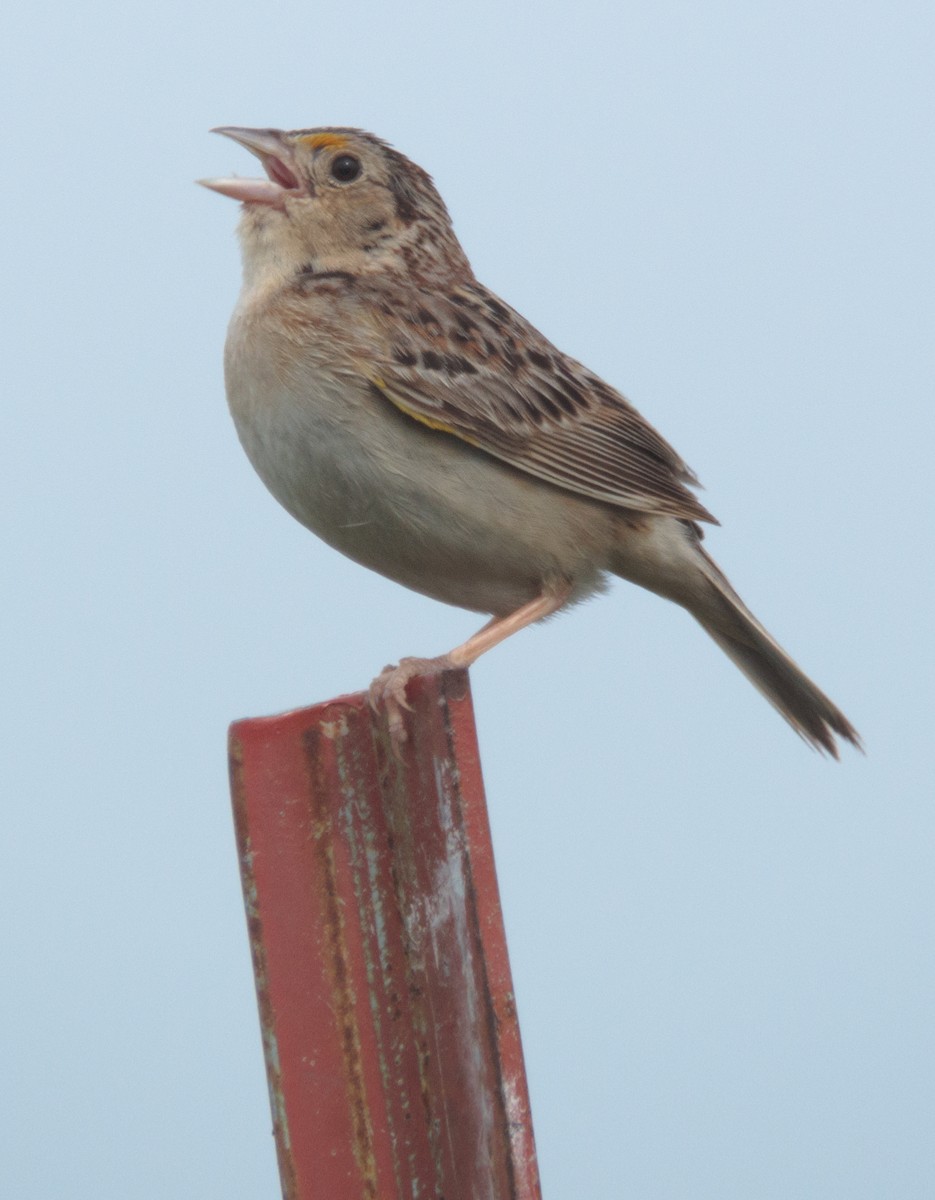 Grasshopper Sparrow - ML165056801