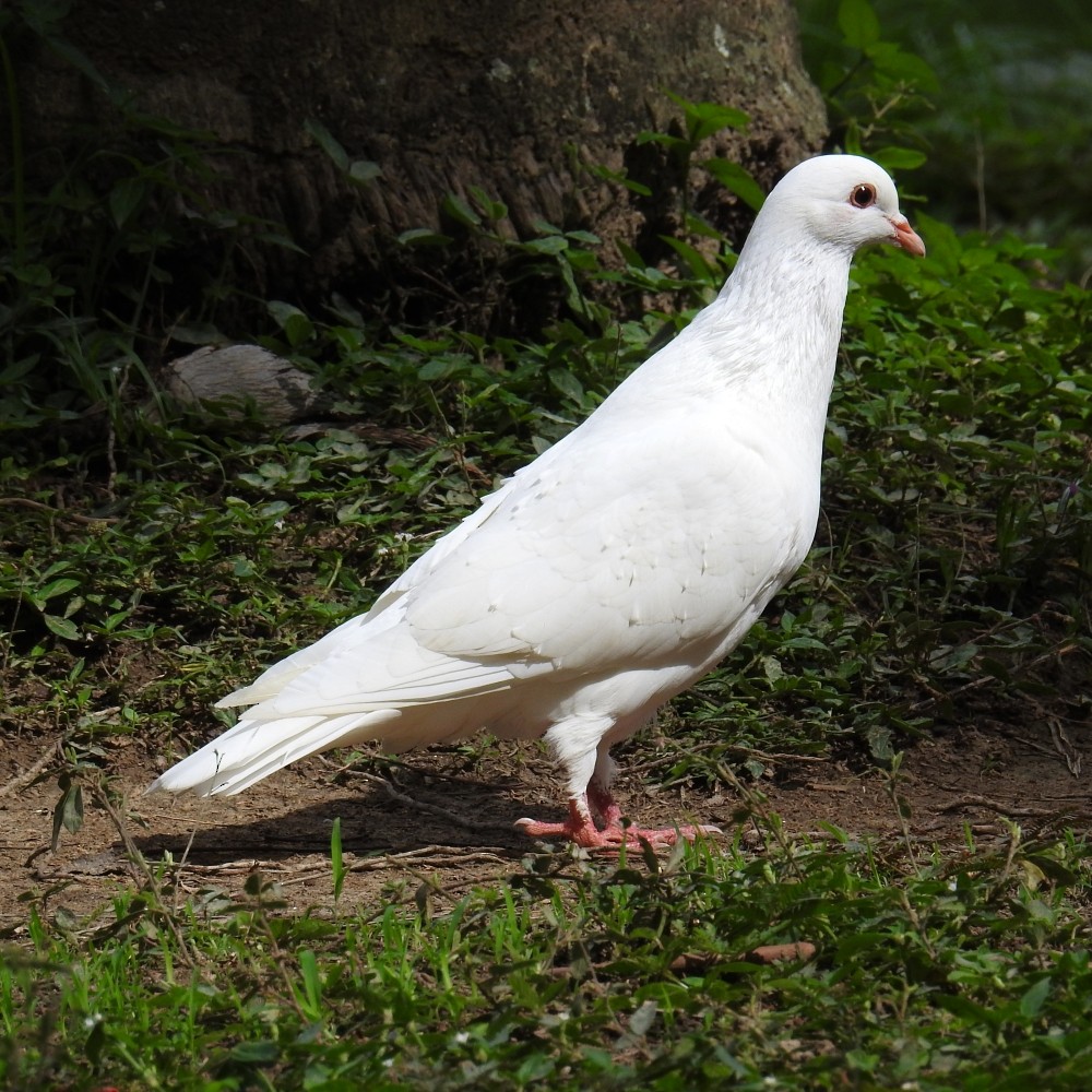Rock Pigeon (Feral Pigeon) - Fernando Nunes