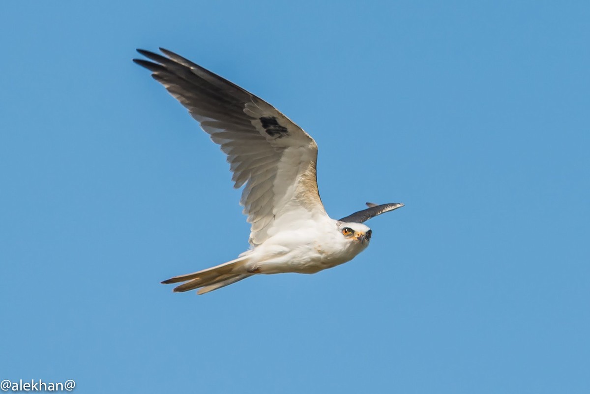 White-tailed Kite - Eleuterio Ramirez