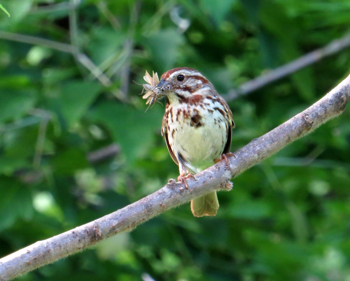 Song Sparrow - Pam Campbell