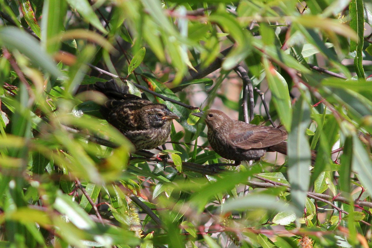 Red-winged Blackbird - I'm Birding Right Now (Teresa & Miles Tuffli)