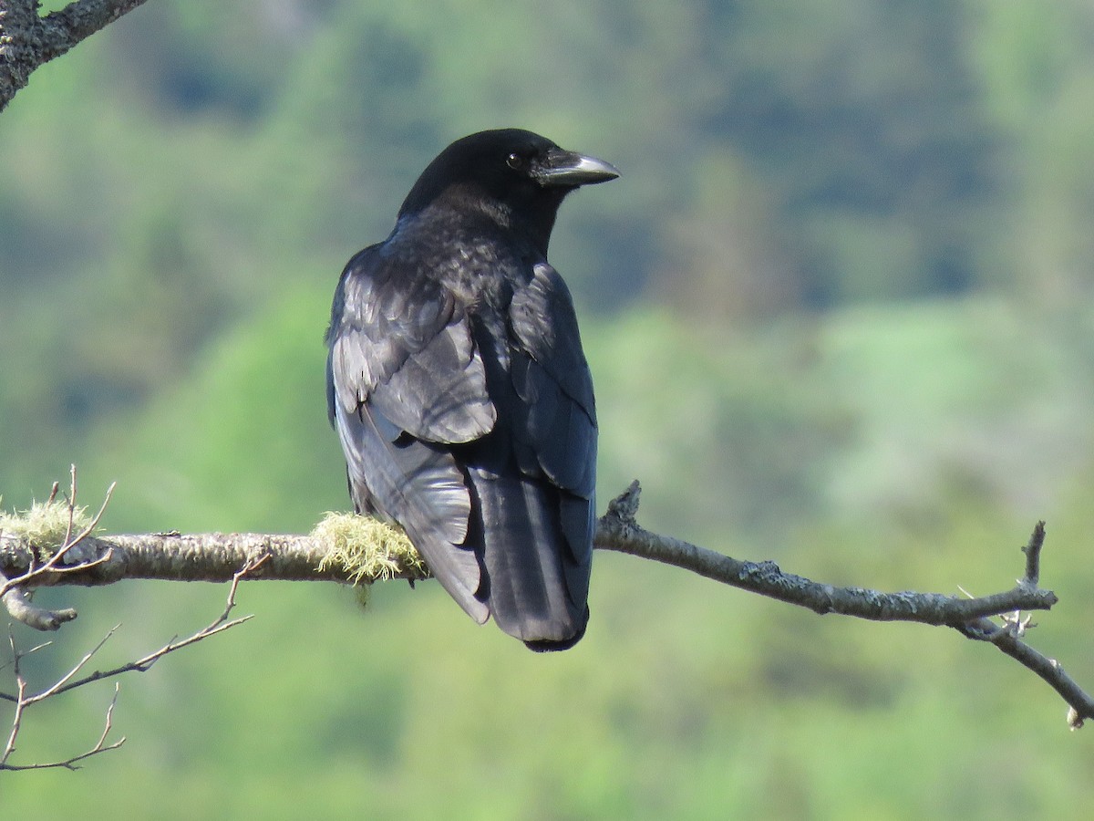 Common Raven - Jeff Ludlow