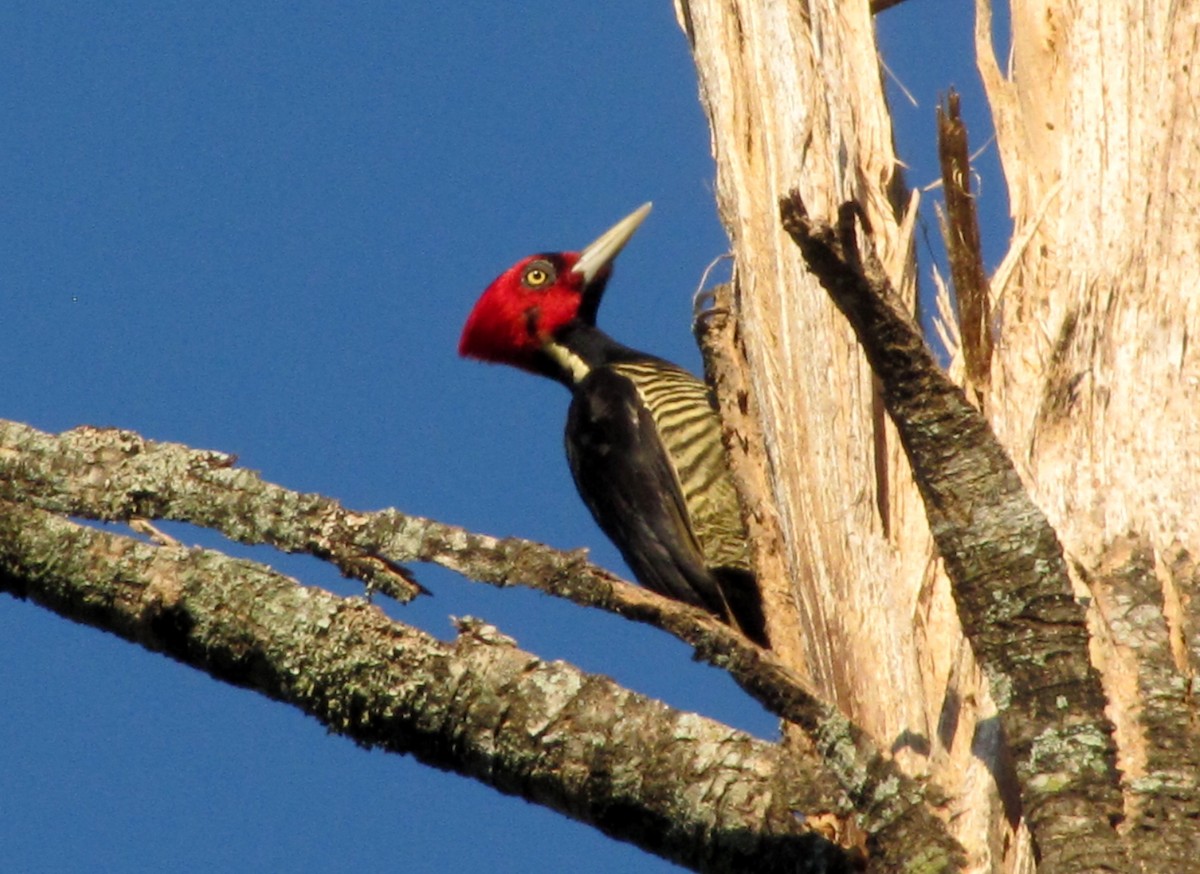 Pale-billed Woodpecker - Rolando Chávez