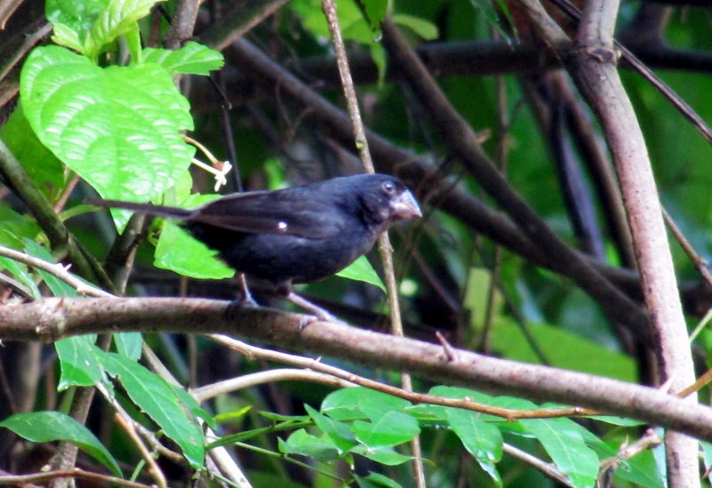 Thick-billed Seed-Finch - ML165066171