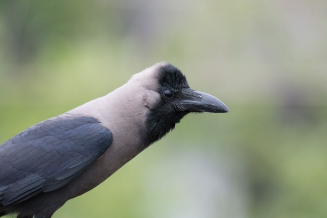 Grand Corbeau - eBird