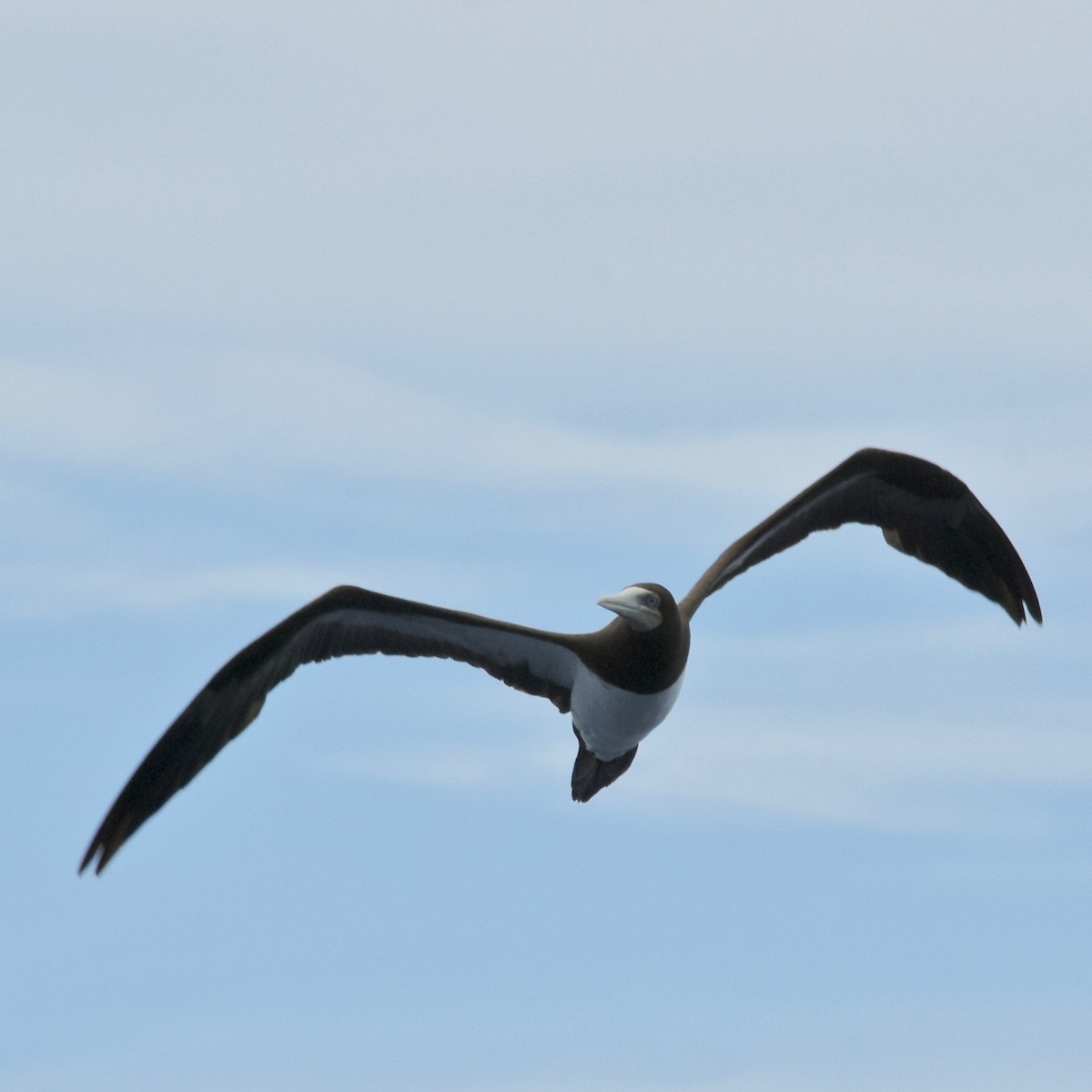 Brown Booby - ML165071231