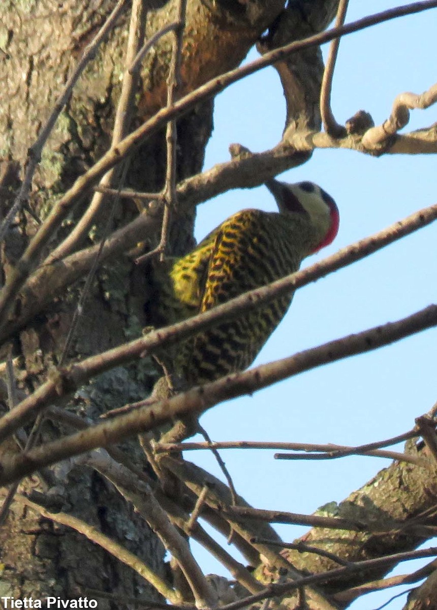 Green-barred Woodpecker - ML165074401