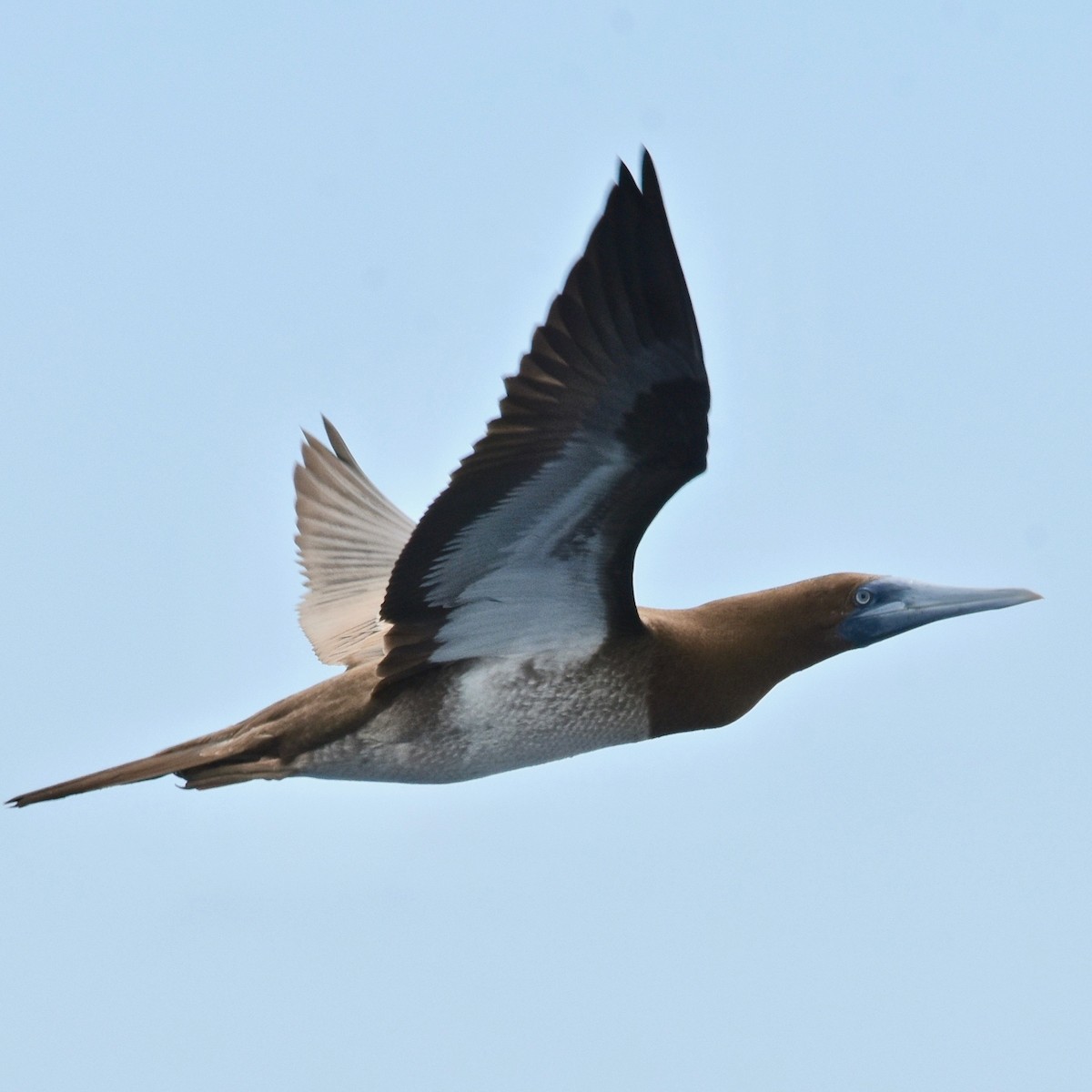 Brown Booby - ML165074431