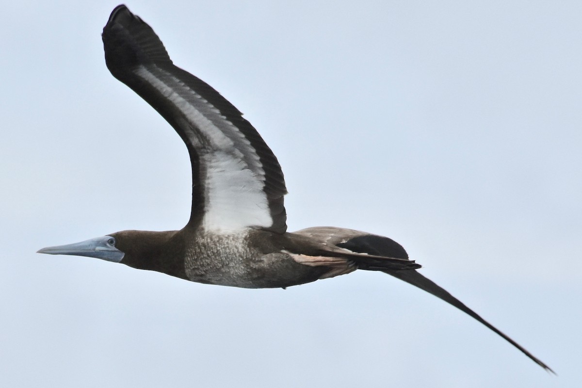 Brown Booby - ML165074441