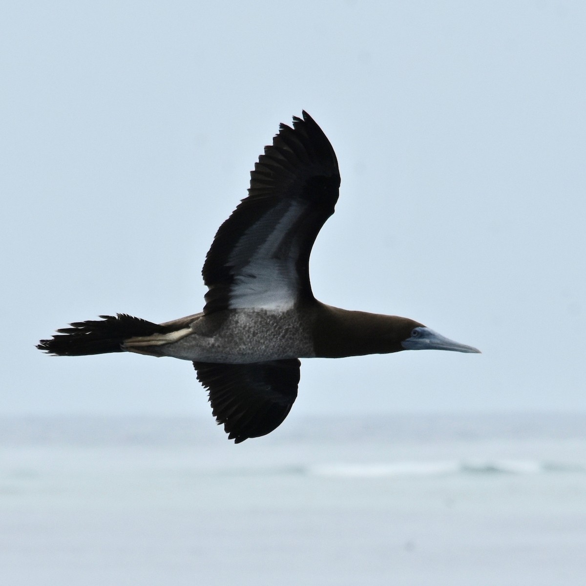 Brown Booby - ML165074471