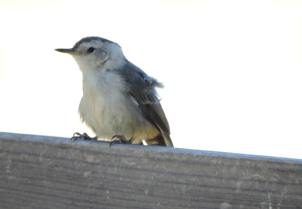 White-breasted Nuthatch - ML165081131