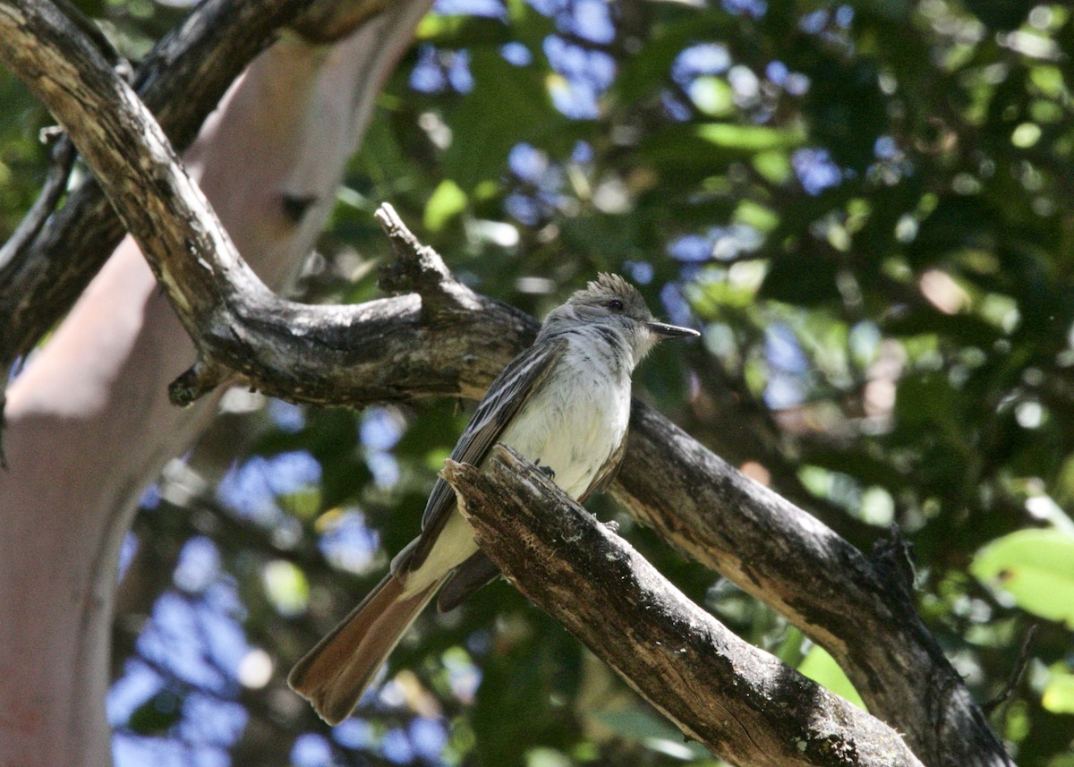 Ash-throated Flycatcher - Dave Bengston