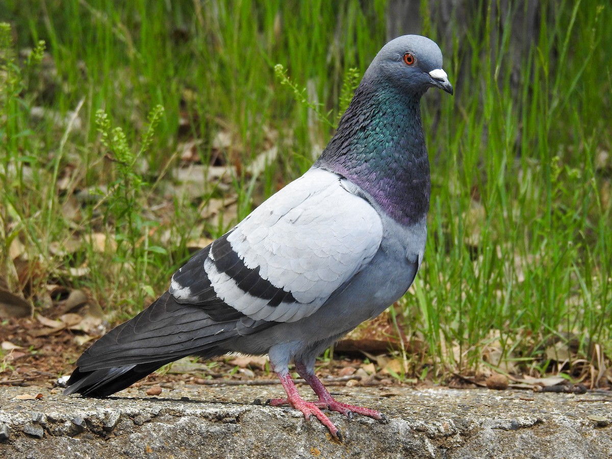 Сизый голубь (Одомашненного типа) - ML165086311