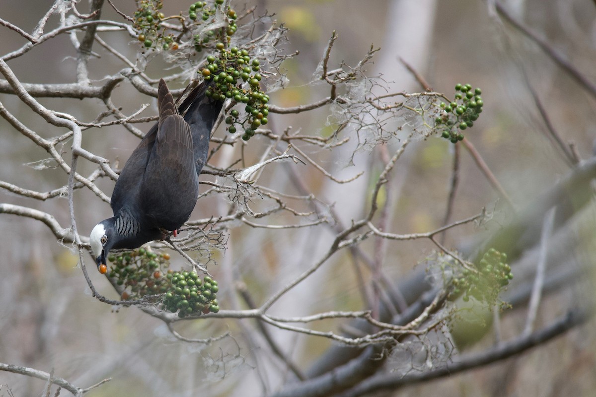 White-crowned Pigeon - ML165086701