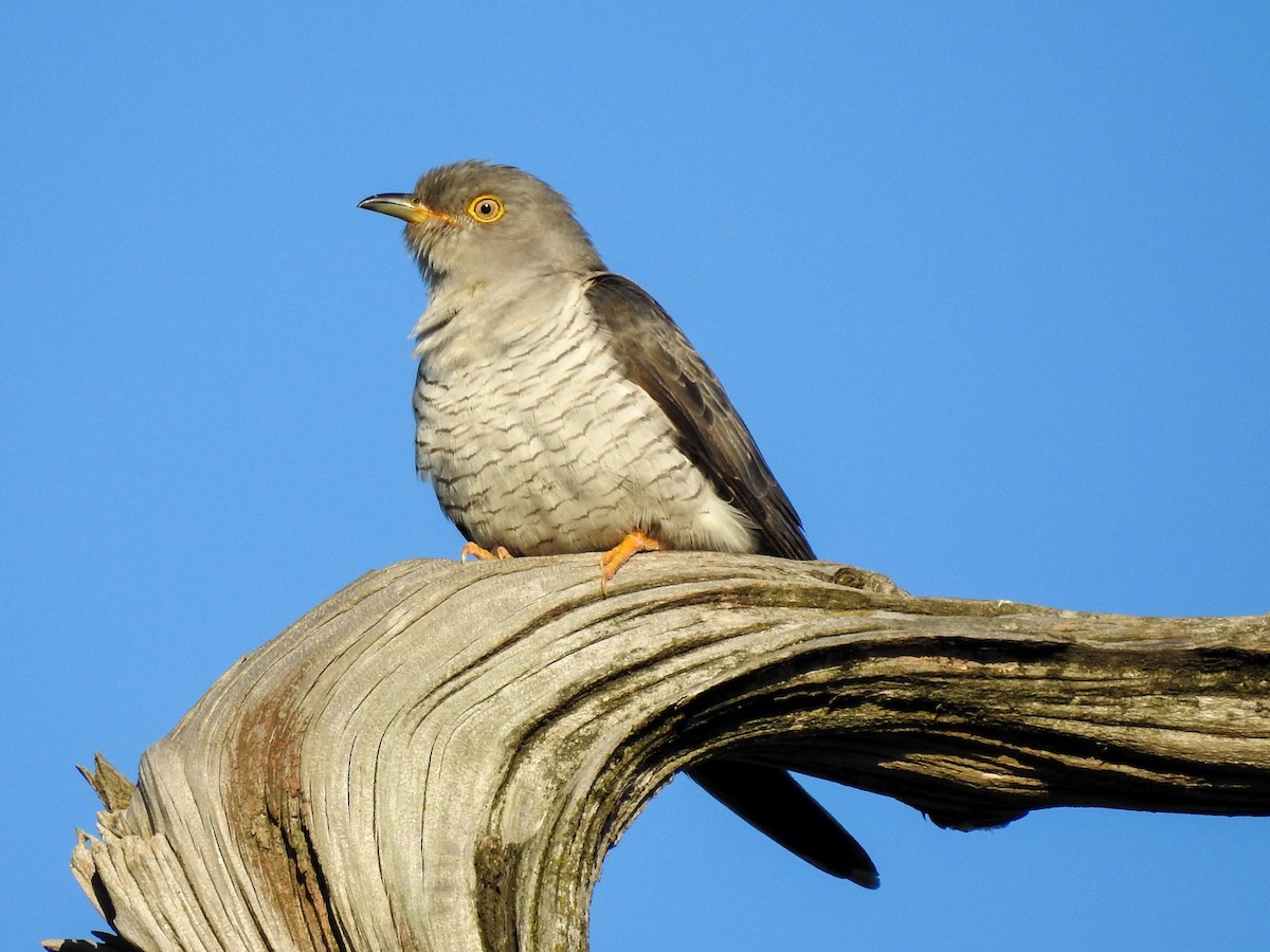 Common Cuckoo - ML165087641