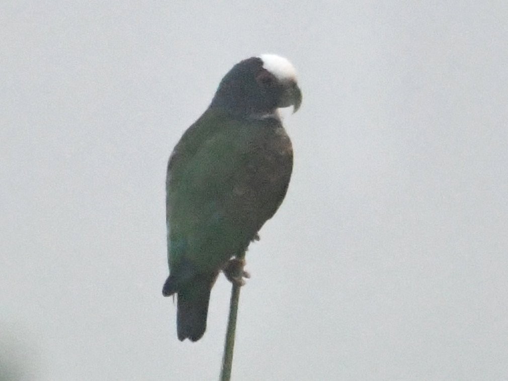 White-crowned Parrot - ML165088081