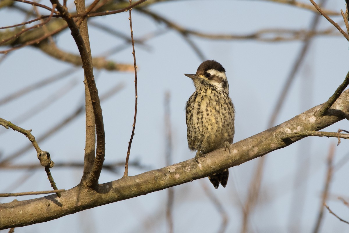 Checkered Woodpecker - ML165088171