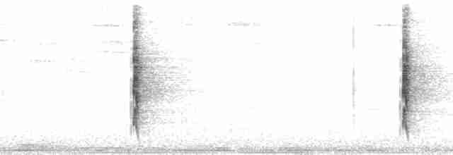 Пестрогрудый лесовик - ML165098