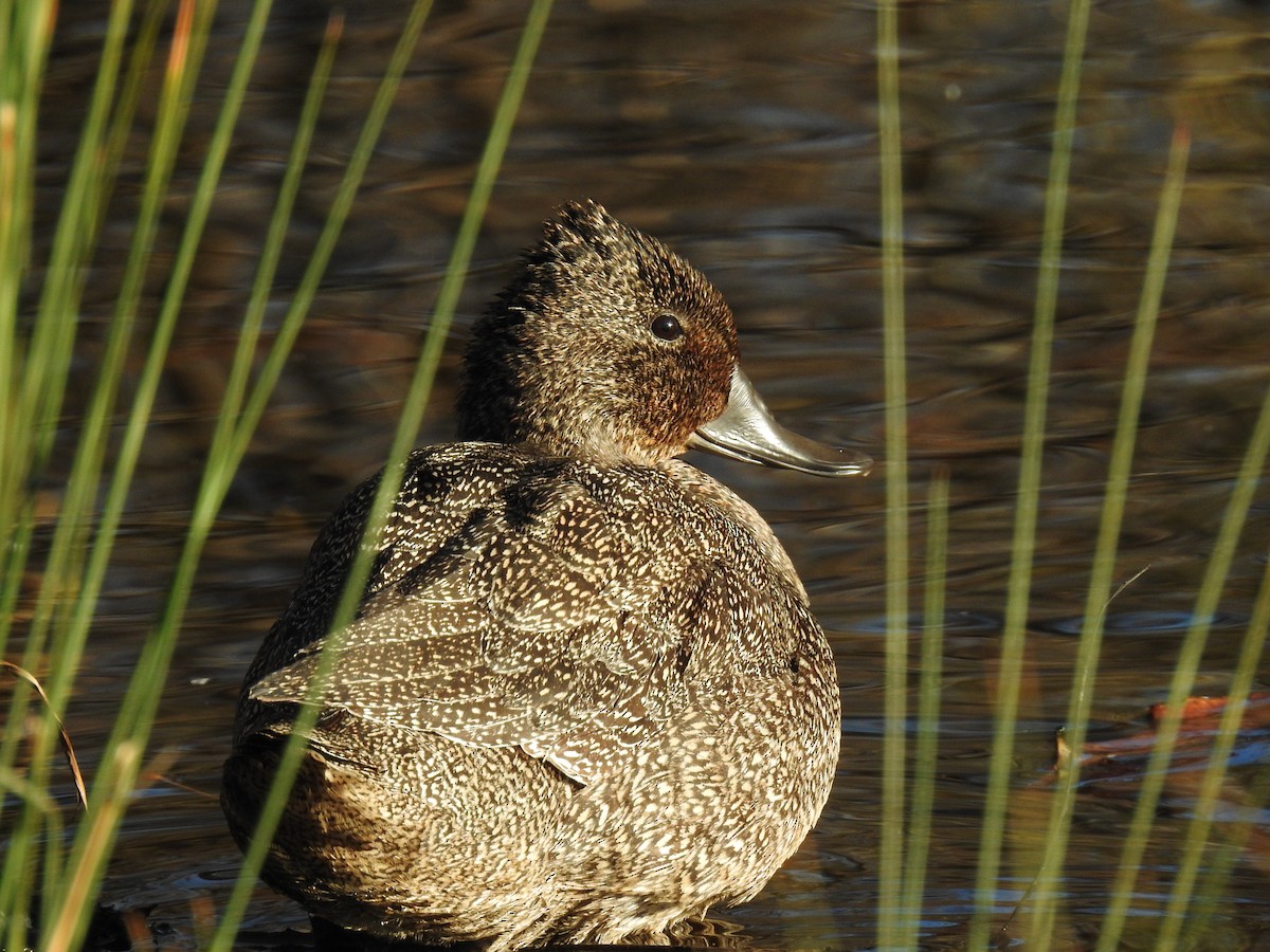 Freckled Duck - ML165100851