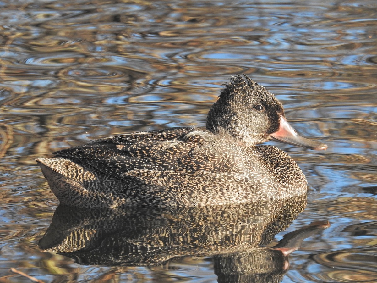 Freckled Duck - ML165100911