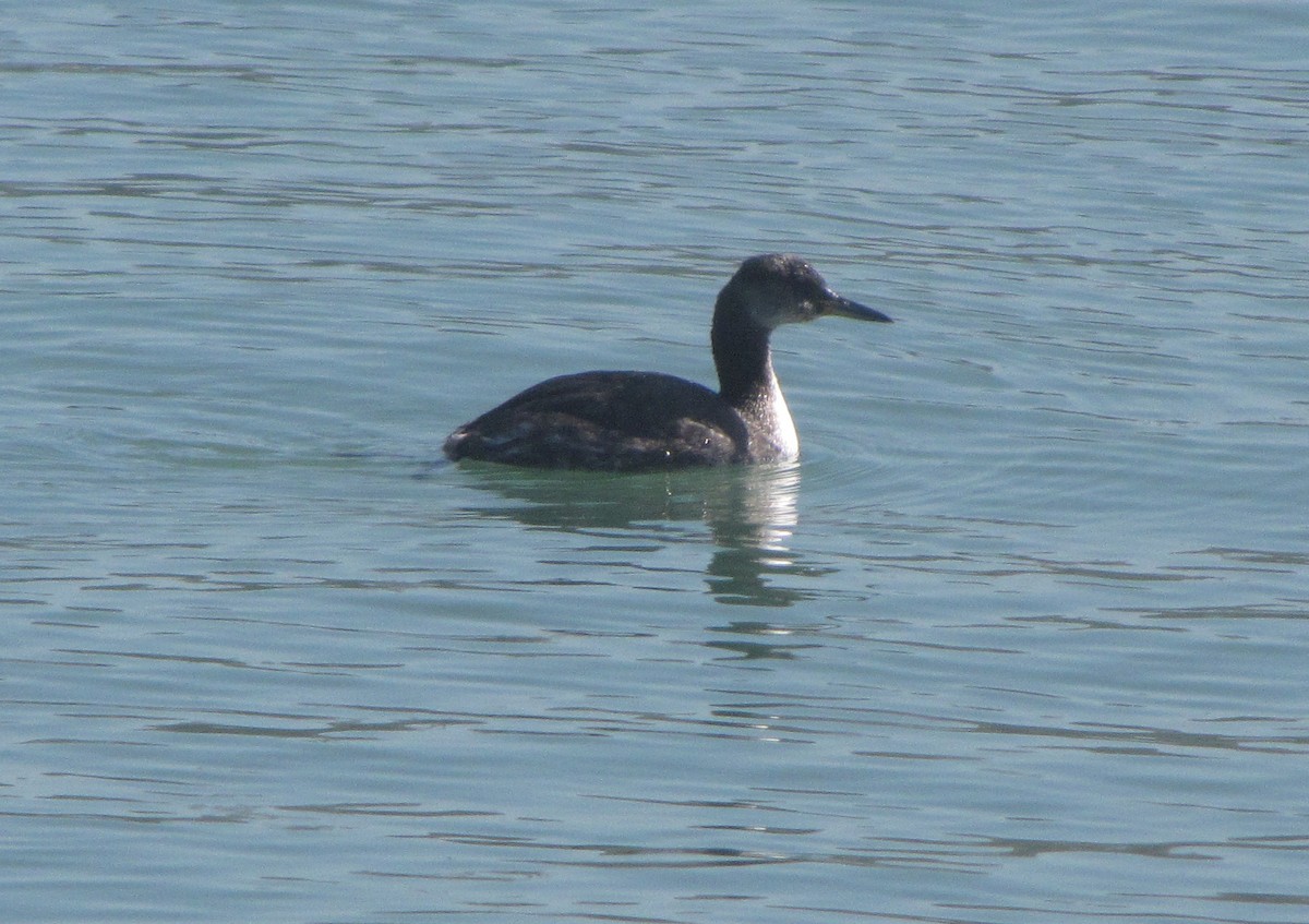 Red-necked Grebe - ML165102691