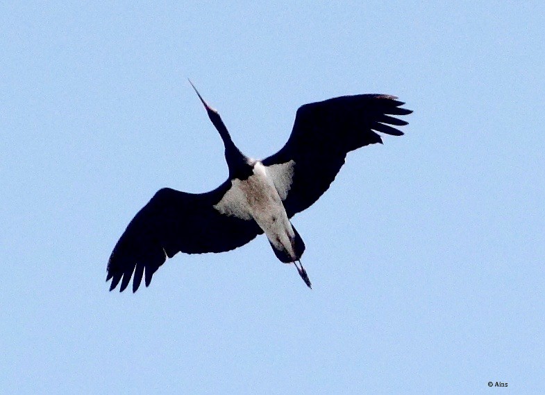 Black Stork - ML165104951