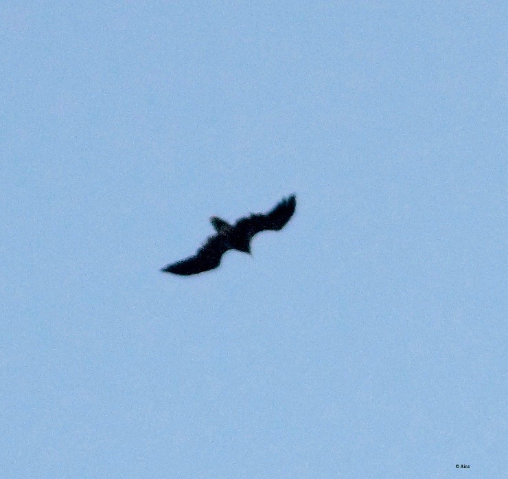 old world vulture sp. - ML165104981