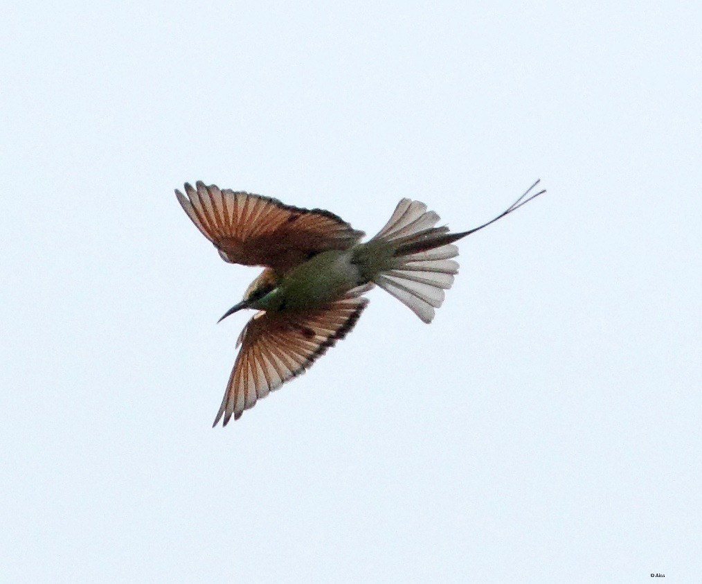 Asian Green Bee-eater - ML165105041