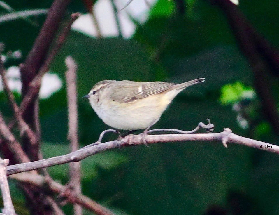 Hume's Warbler - ML165105101