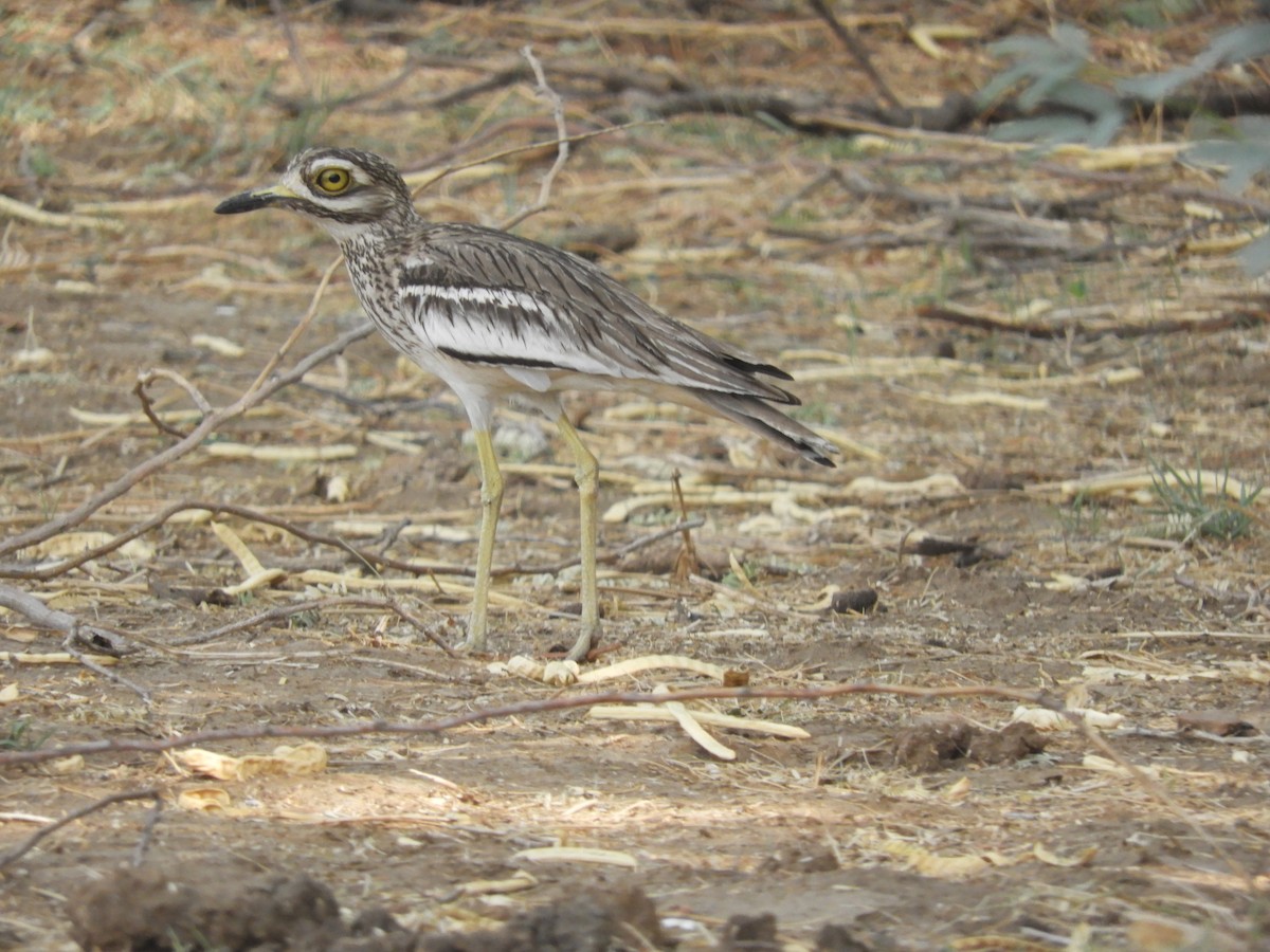 Indian Thick-knee - ML165106221