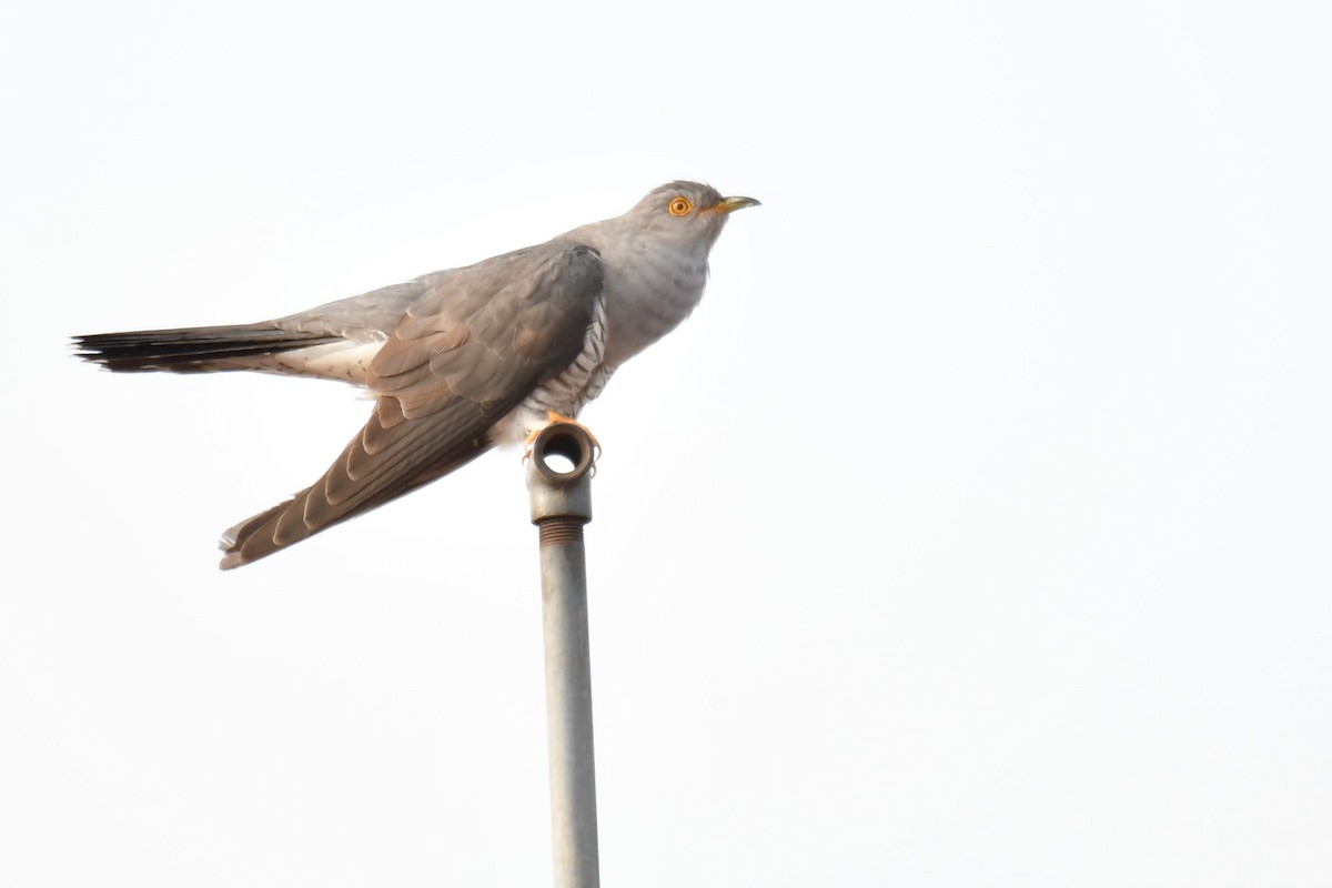 Common Cuckoo - Ian Hearn