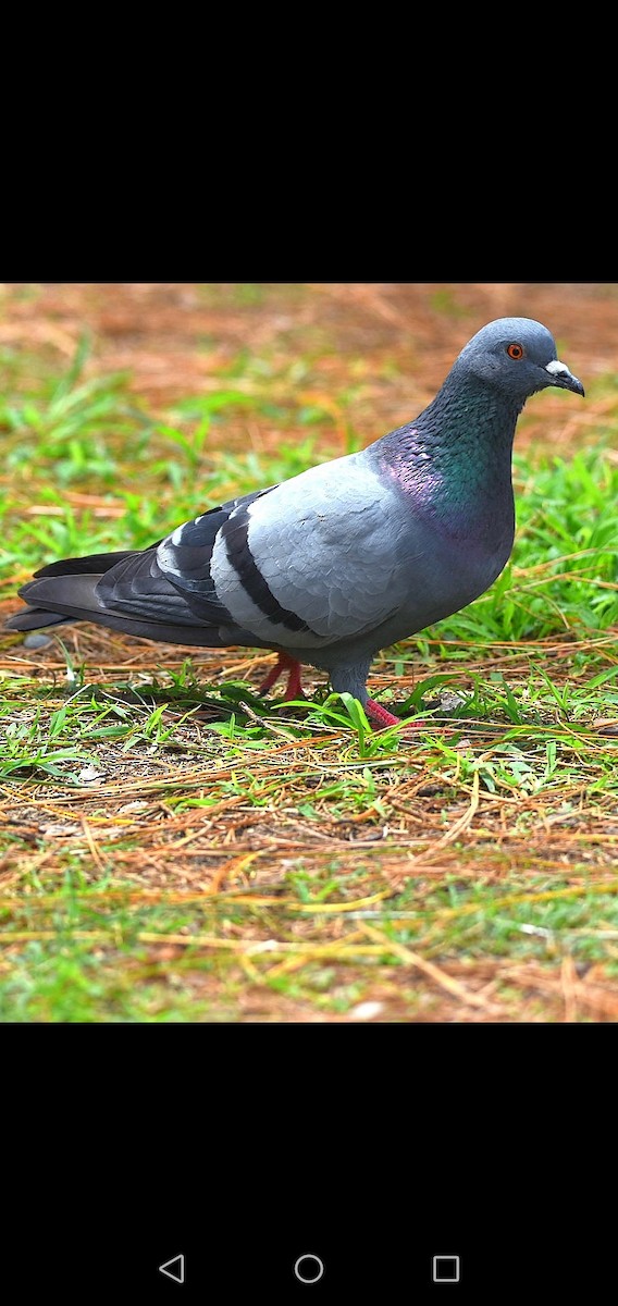 Rock Pigeon (Feral Pigeon) - Kinlay Tshering Dorji