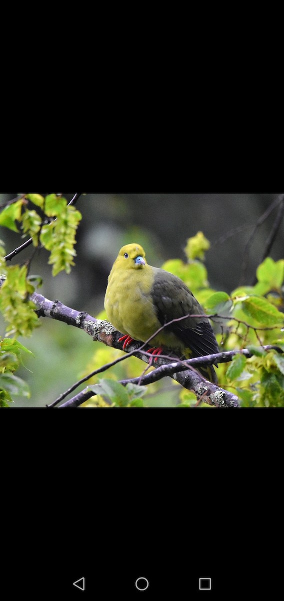 Wedge-tailed Green-Pigeon - Kinlay Tshering Dorji