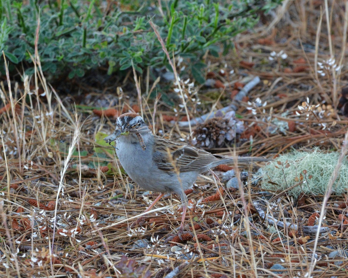 Chipping Sparrow - ML165109831