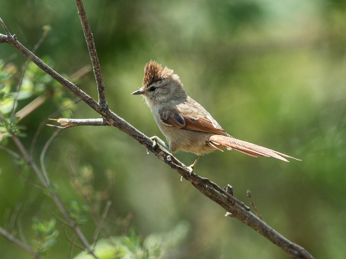 Brown-capped Tit-Spinetail - Nick Athanas