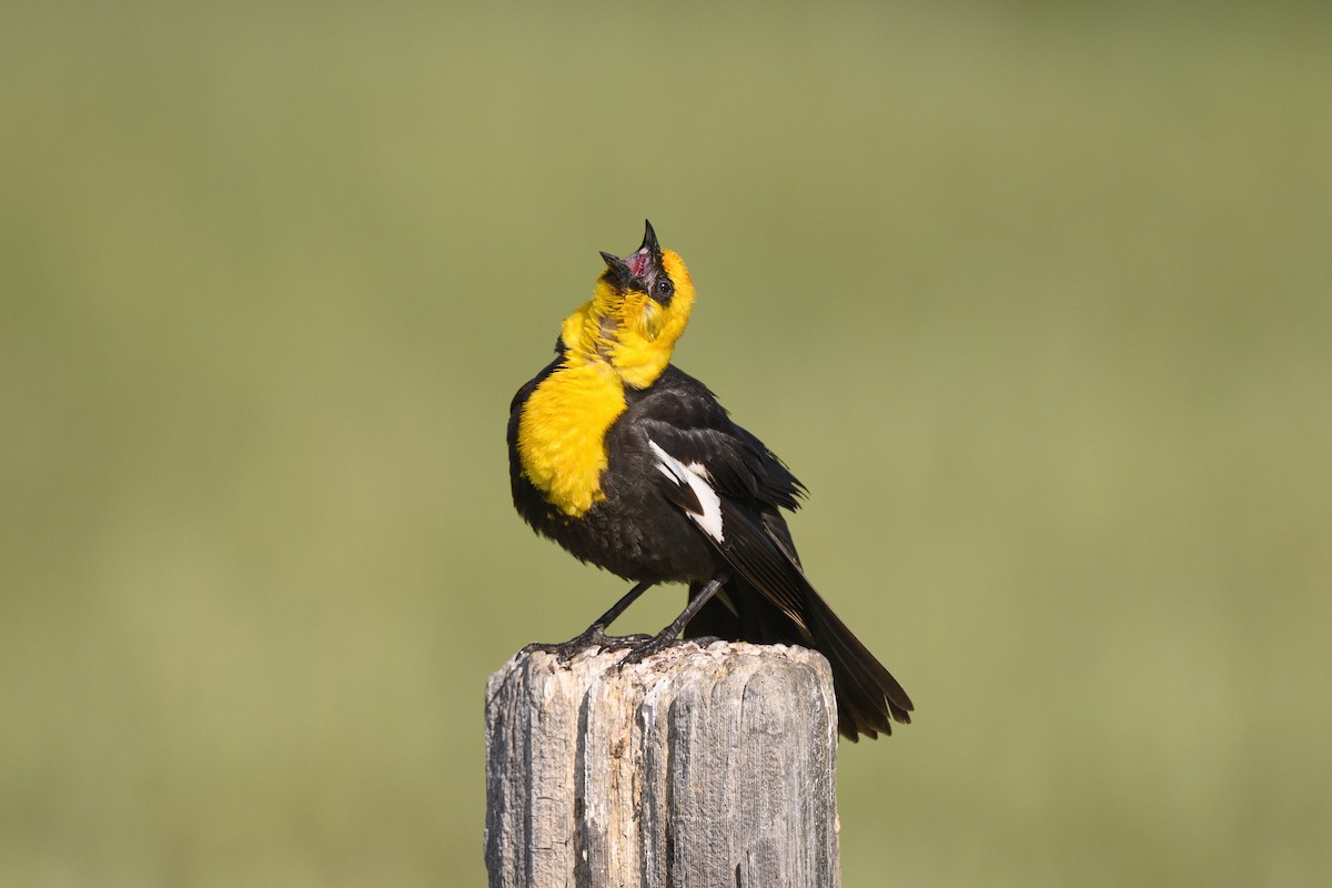 Yellow-headed Blackbird - ML165116061