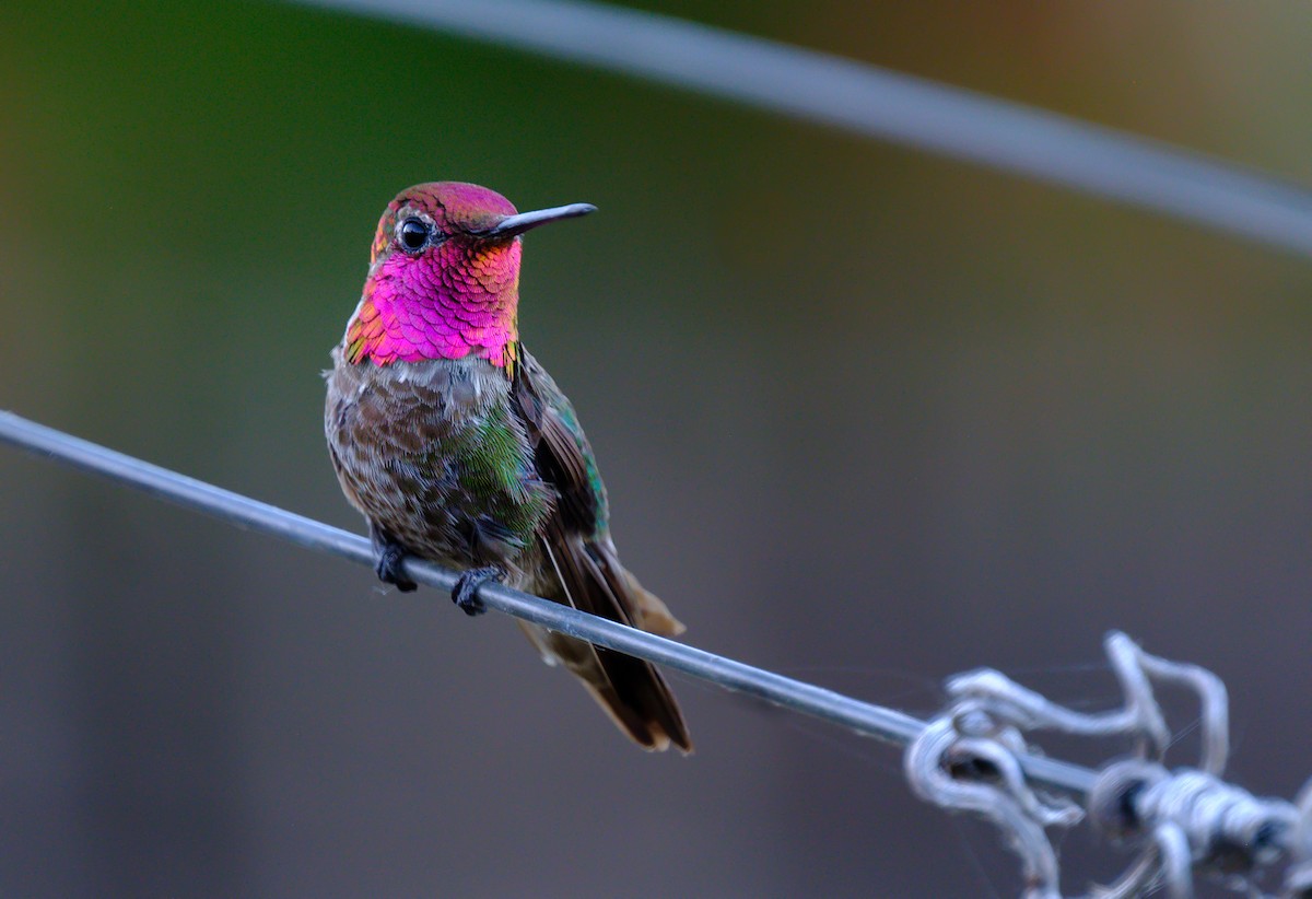Anna's Hummingbird - ML165116951