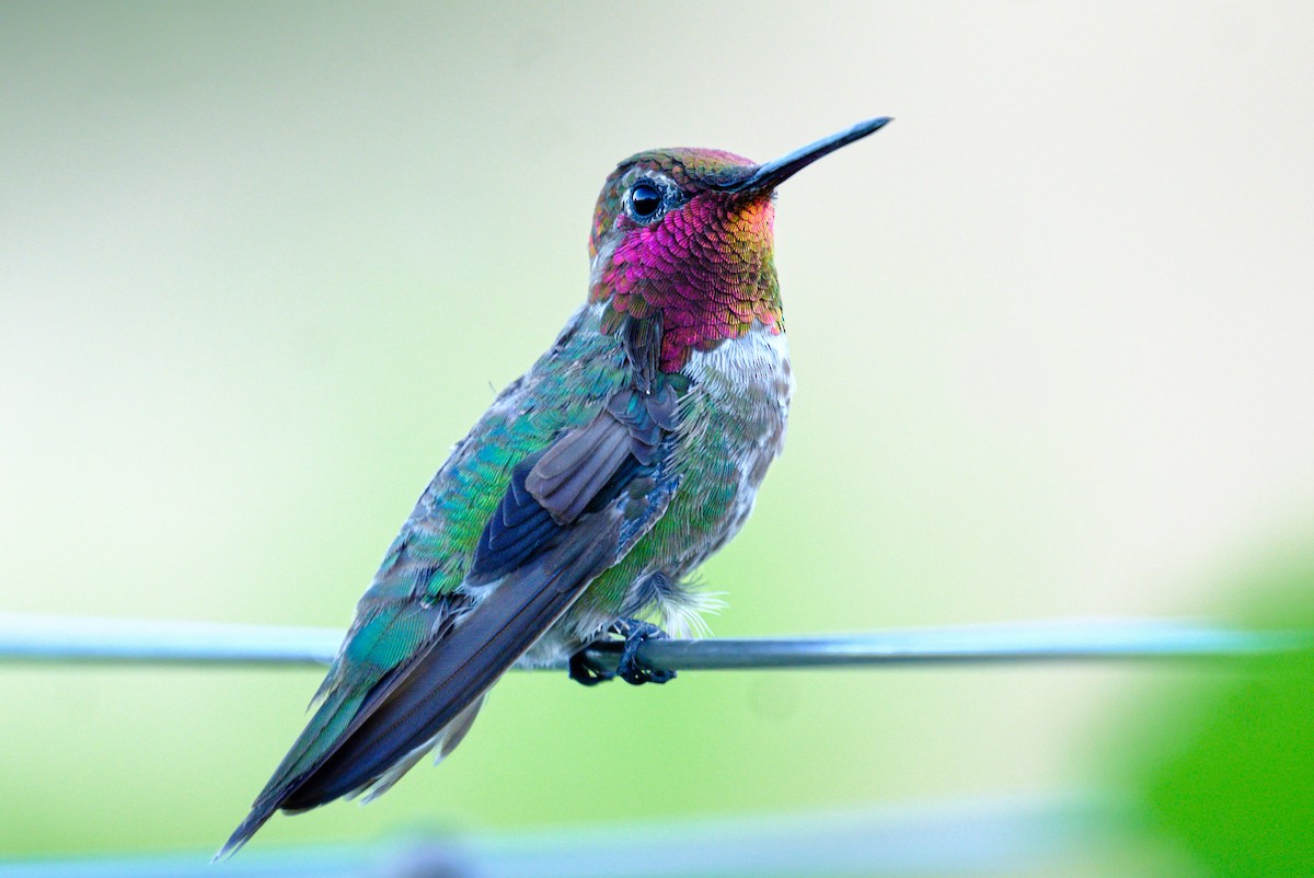Anna's Hummingbird - ML165117011