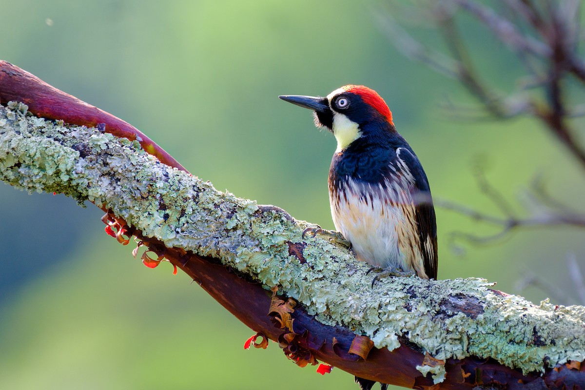 Acorn Woodpecker - ML165117041