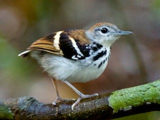  - Banded Antbird