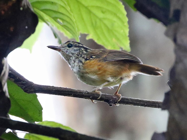 Peruvian Warbling-Antbird - Charley Hesse TROPICAL BIRDING