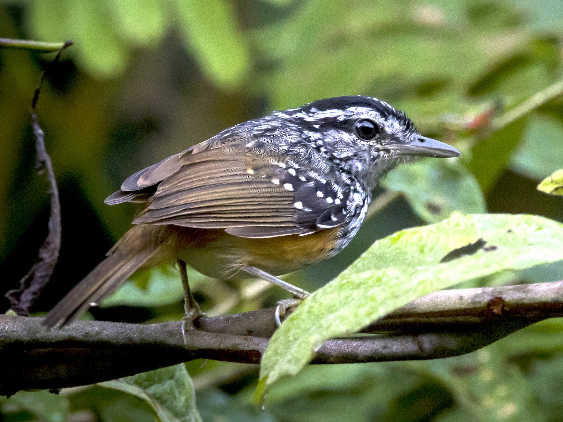 Peruvian Warbling-Antbird - Claudia Brasileiro